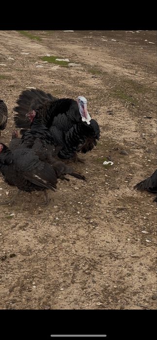 Яйцо индюка Полугибрид