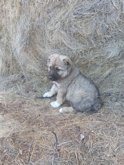 Продам собак щенят алабай ит