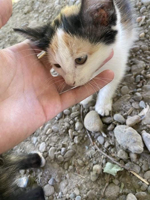 Мушукча кизча 2 ойлик