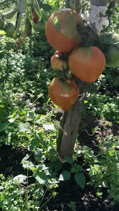 Продам домашние помидоры ...район сарыарка васильковка проспект