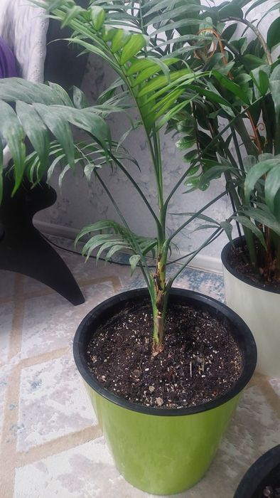 Цветы комнатные большие