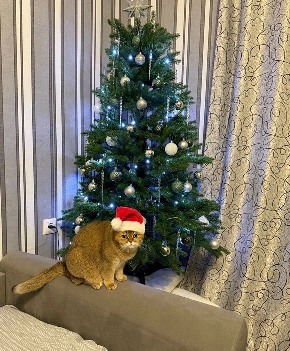 Мальчики золотые шиншиллы, привитые 4 мес