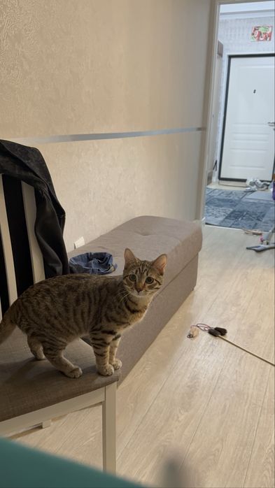 Отдам кошку в хорошие руки