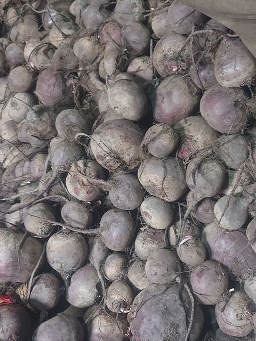 Свёкла. Продам. Оптом