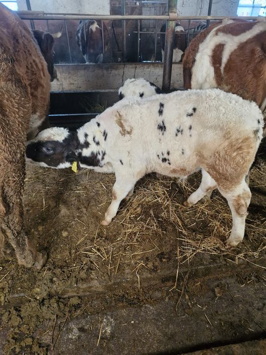 Vând 2 taurasi de 3 luni!