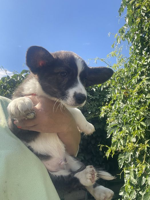 Вельш корги кардиган