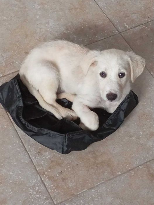 Catelus de 2 luni spre adoptie, Ilfov