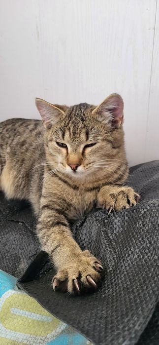 Котик домашний 6 месяцев