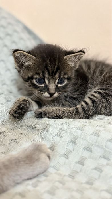 БЕСПЛАТНО, котята 1 мес