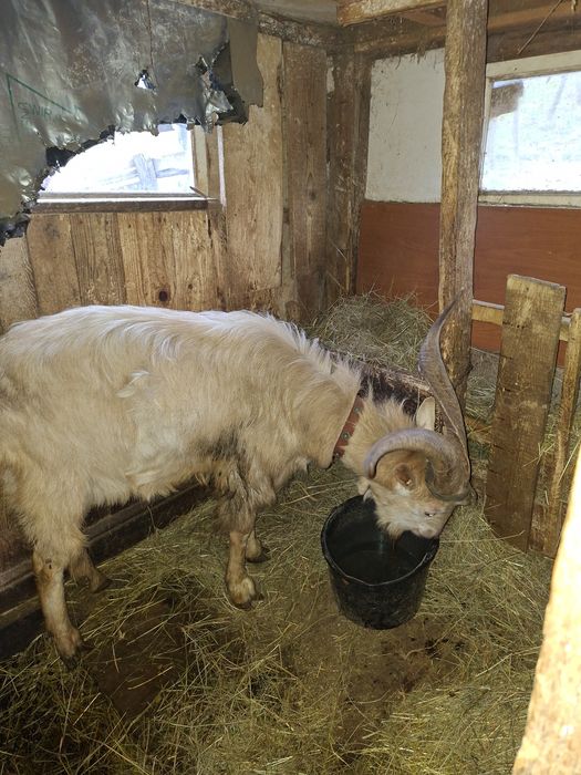 Tapi de vânzare unul de 1 an si unul de 3!