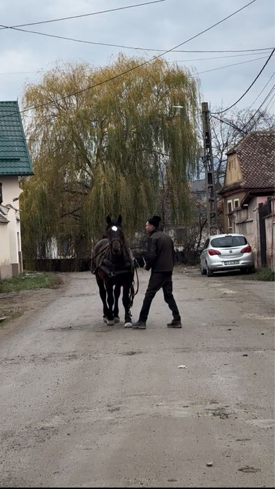 Vand manz de 1 an si 9 luni