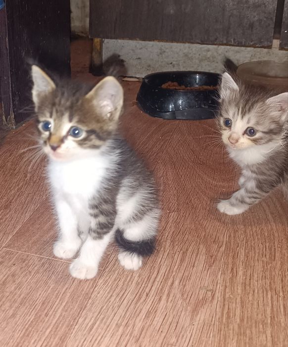 Отдам котят срочно