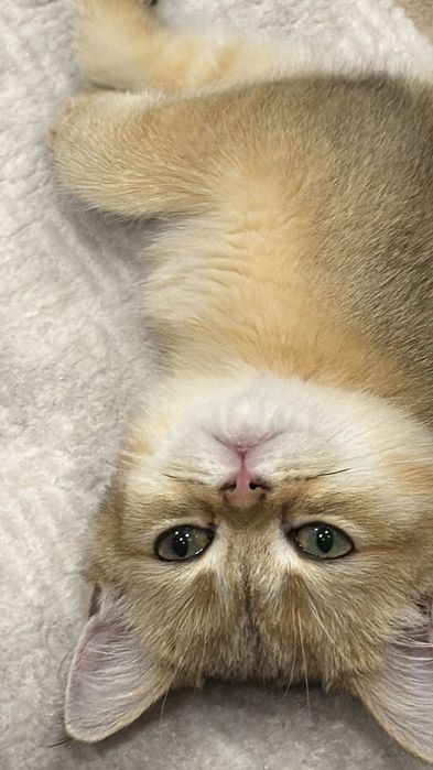 Золотая шиншилла 5 месяцев, девочка