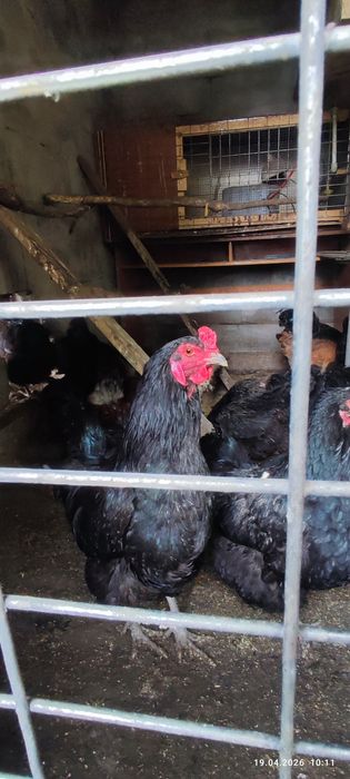 Продам или обменяю петухов