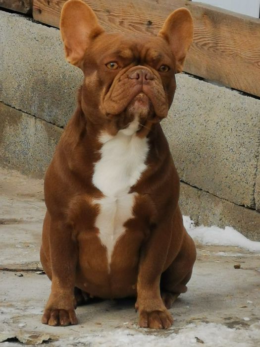 Девочка французский бульдог