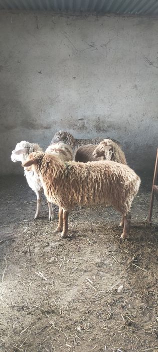 Продам тохты костраты жирные