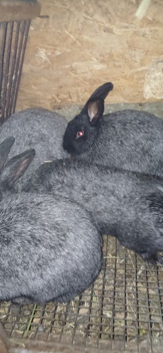 Продам кроликов не дорого.