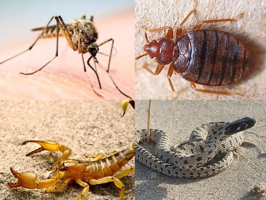 Dezinfeksiya xizmati dezinseksiya dizinfeksiya Дезинфексия дезинфекции