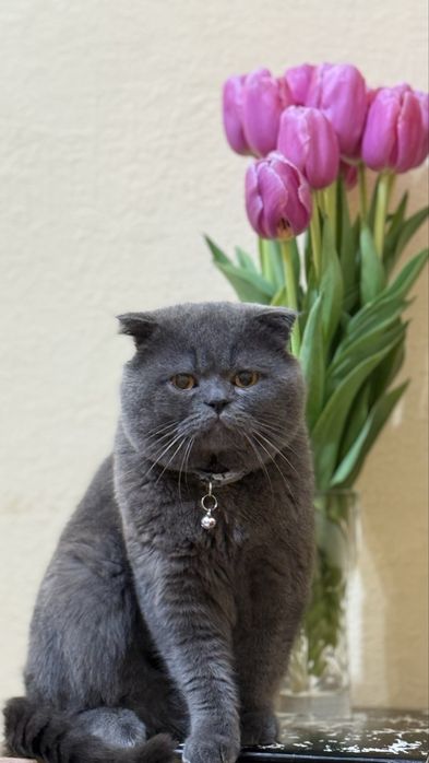 Вязка скотишфолд