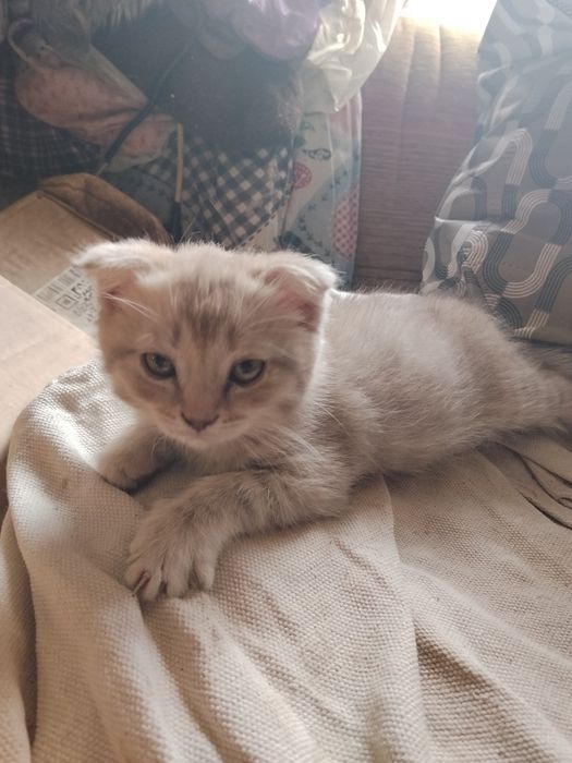 Котята от Вислоухой кошки.