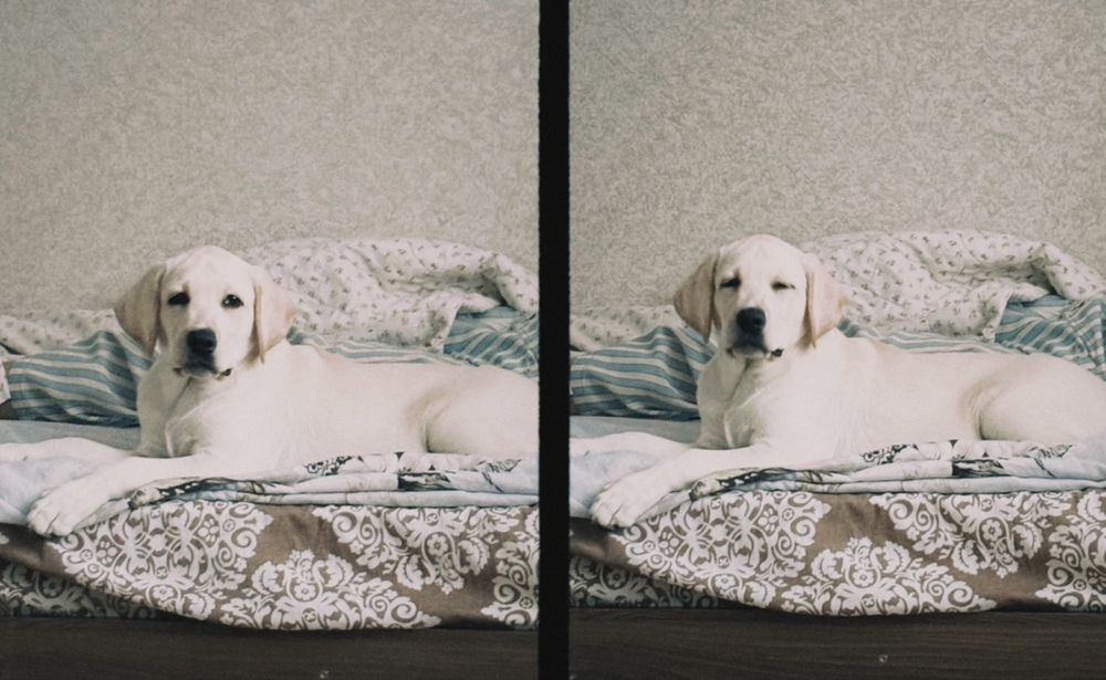 Лабрадор золотистый 6 месяцев