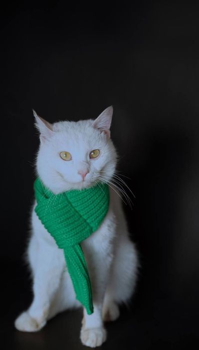 Кошки в добрые руки