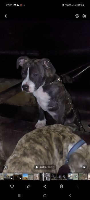 Стаффордширский терьер