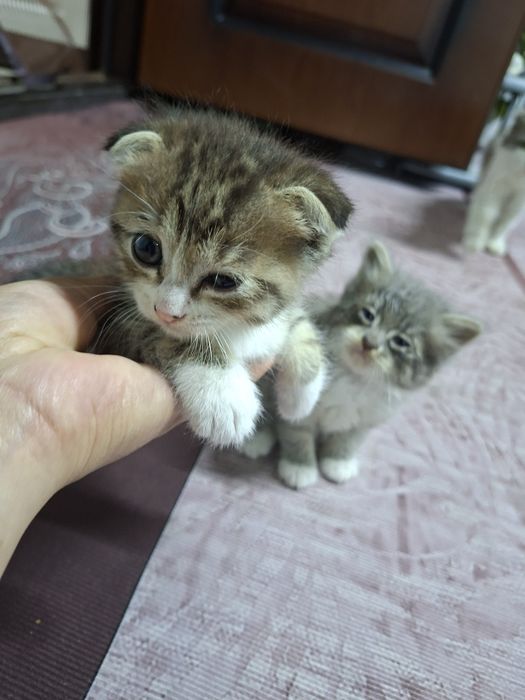 Продам кошка два девочки