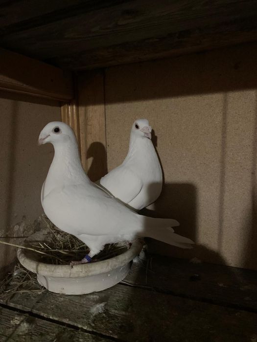 Porumbei  voiajori germani