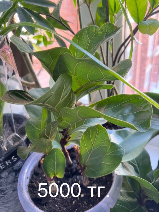 Фикус лировидный