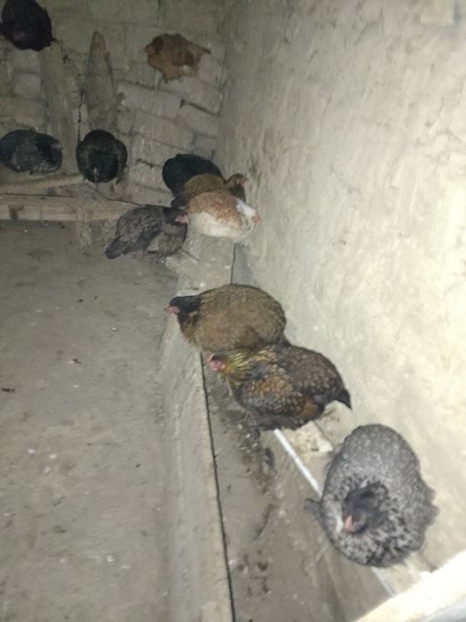 Куры брама  молодые