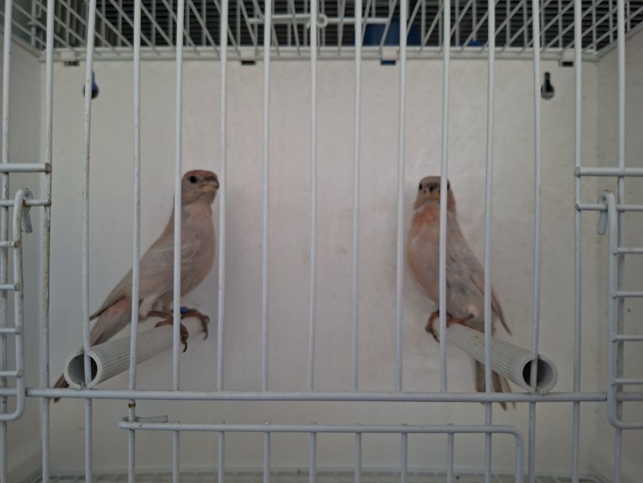 Mugurari mexicani
