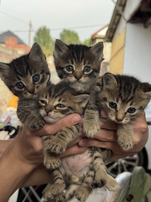 Отдам котят в хорошие руки