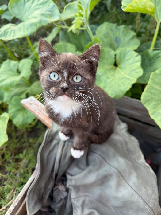 Отдам котят в добрые руки