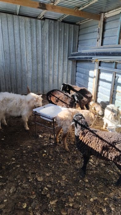 Қои сатылады семиз