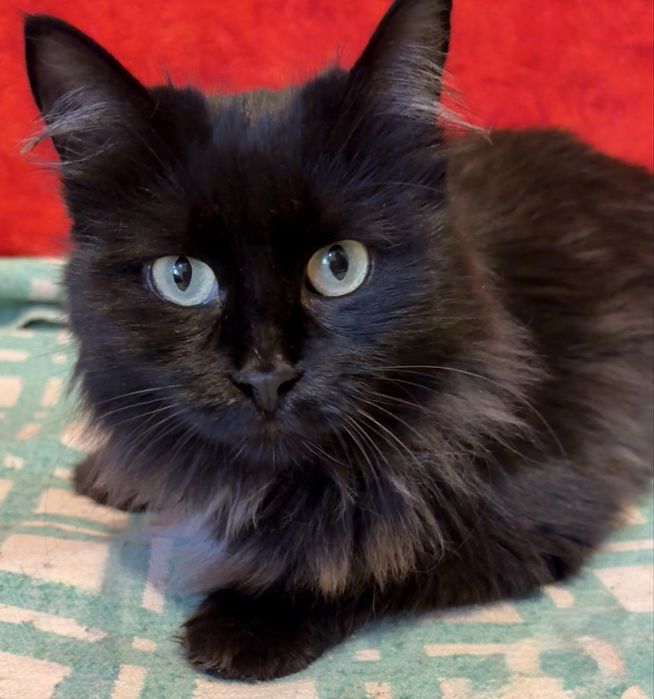 Красавица и умница ищет дом