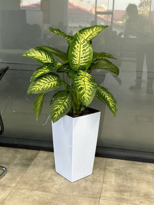 Цветы для дома и офиса. Гуллар