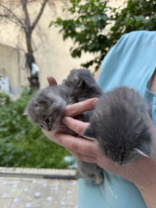 Продаются 4 серых котят