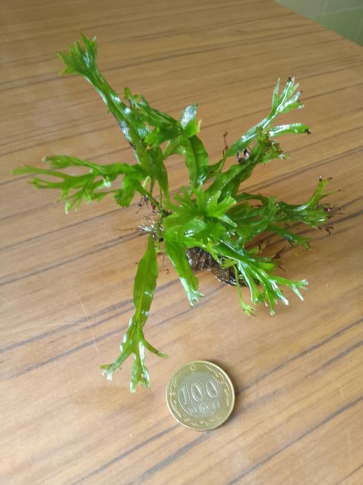 Продам папоротник Винднлов