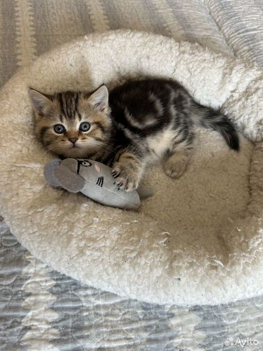 Британские котята