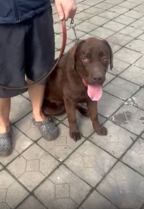 Пропала собака. Коричневый лабрадор.