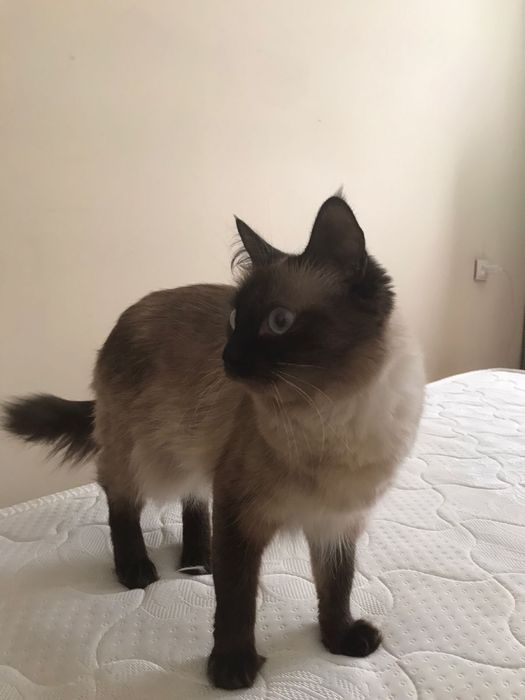 Кошка Рокси