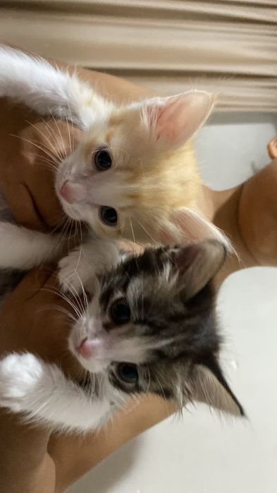 Котят хороши одом добрый руки