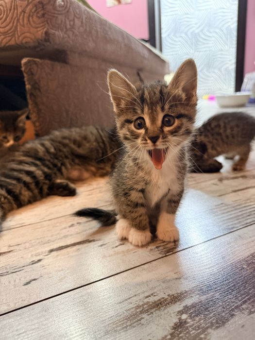 отдам котят даром