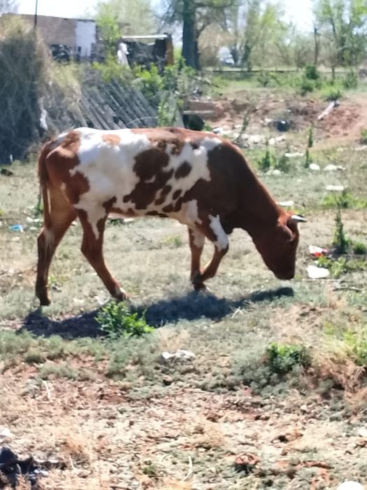 Продам корову стельную