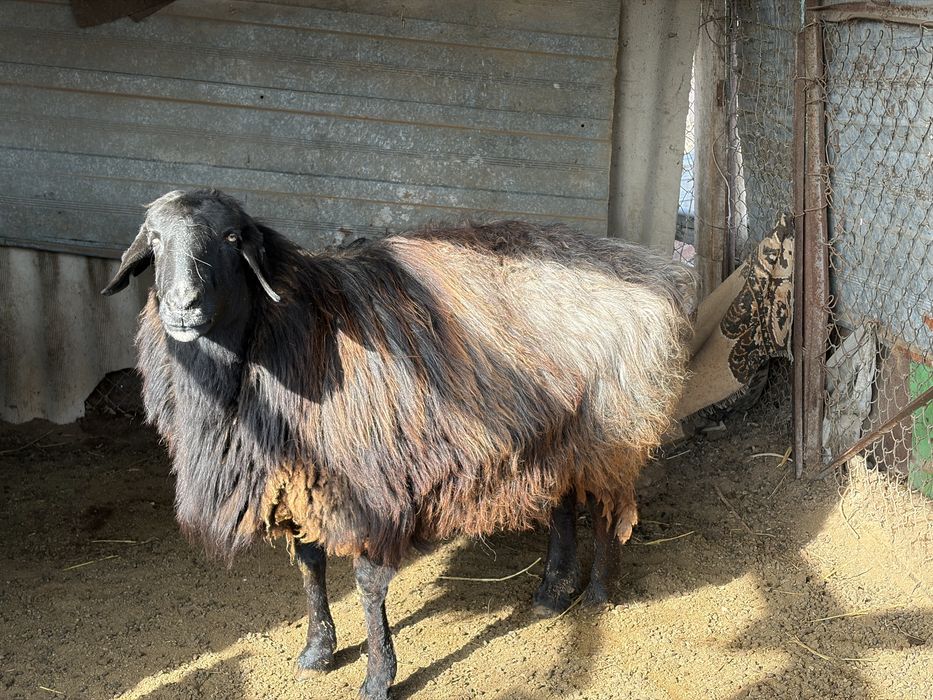 Продается бараны в кордае