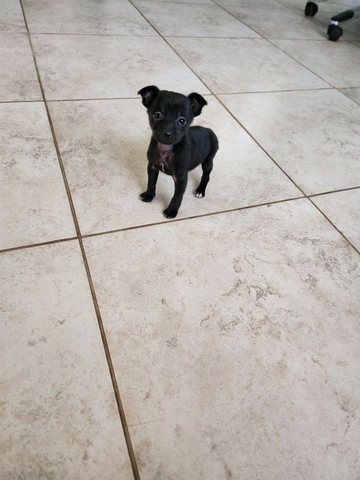 Мини пинчер на два месеца