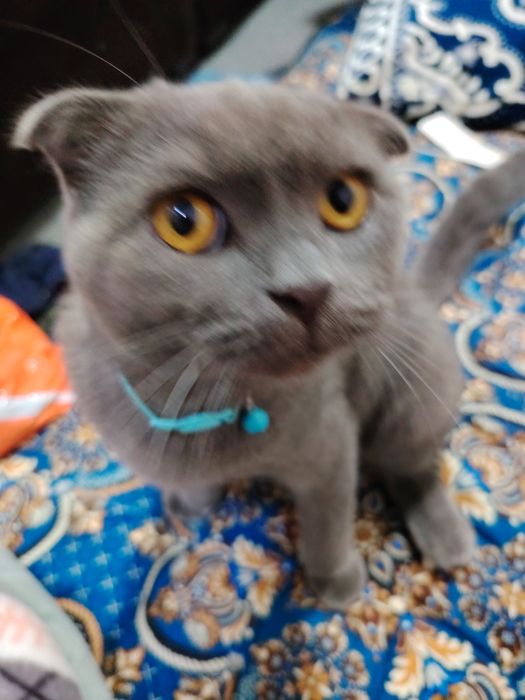 Mushuk sotiladi Bars