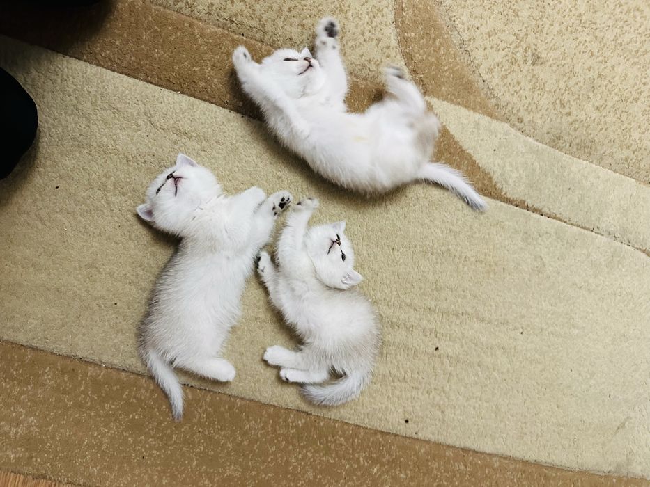 Premium Silver Shaded (Chinchilla tipidagi) mushukchalar