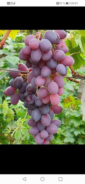 Butași de vită de vie de anul 2 și de anul 3